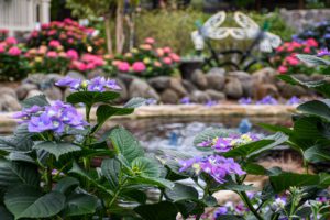 hydrangea with pink flowers and pond behind