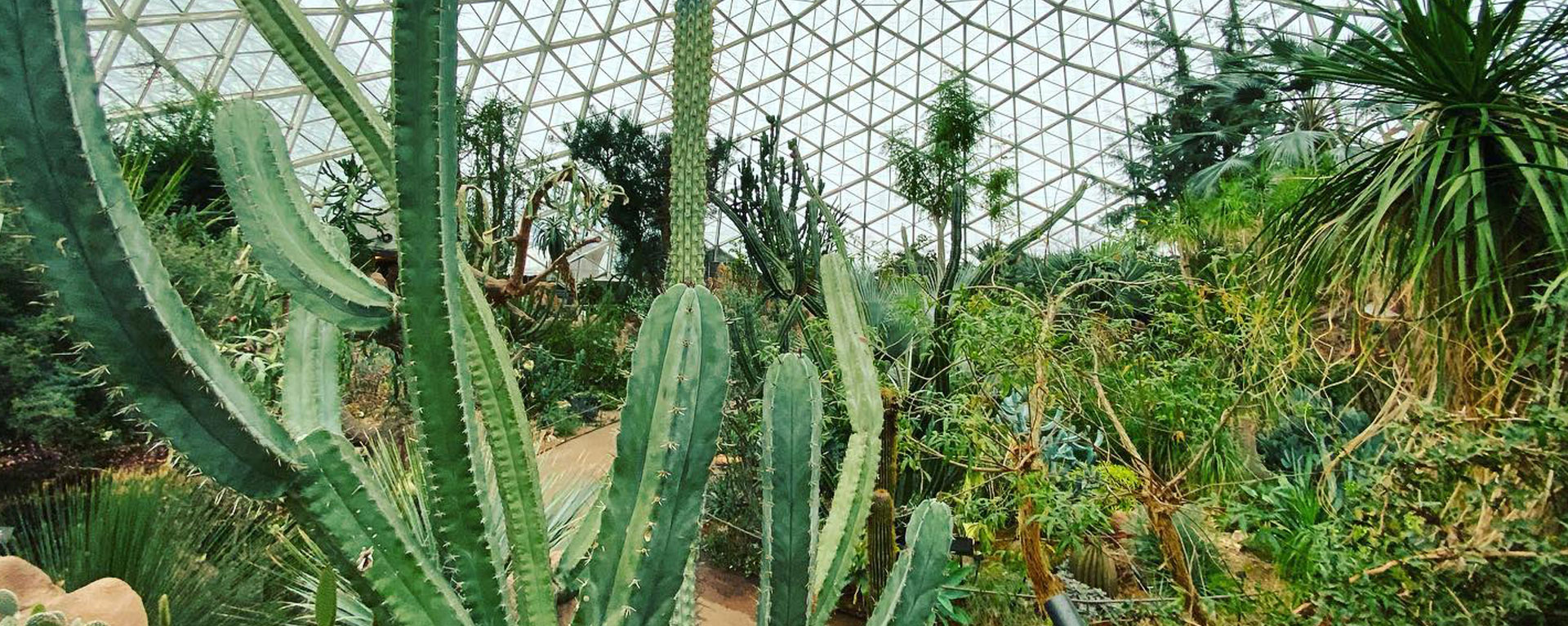Mitchell Park Desert Dome Milwaukee | Milwaukee Domes Alliance