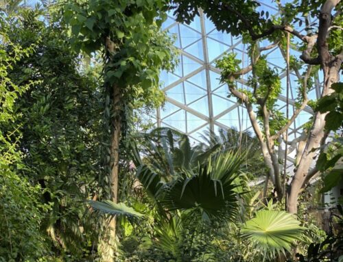 Welcome to the Domes Reimagined!