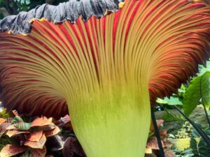 Penelope the corpse flower is blooming | Milwaukee Domes